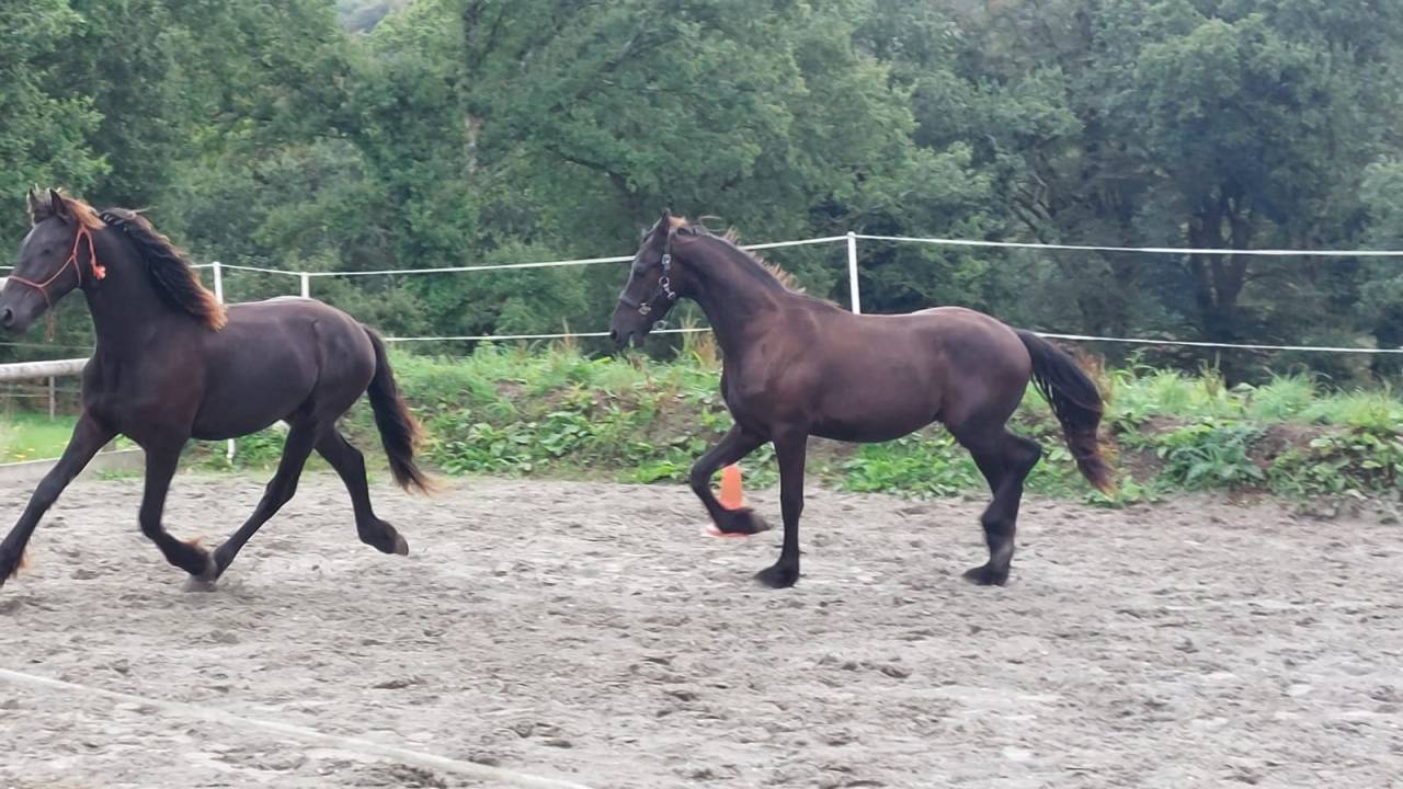 Caballo entero Fris&oacute;n En venta 2025 Negro por MAURUS 441