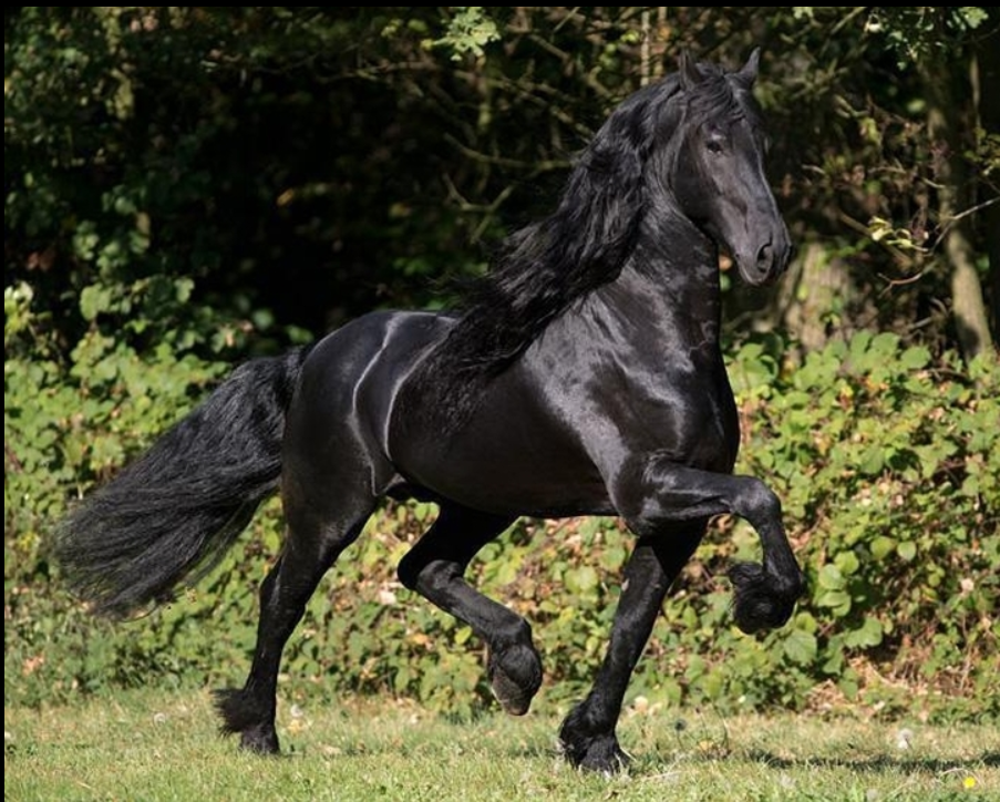 Caballo entero Fris&oacute;n En venta 2025 Negro por MAURUS 441