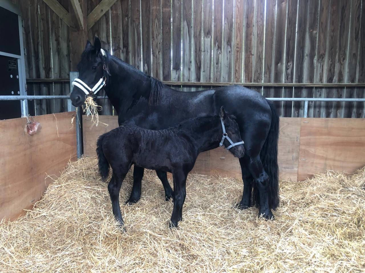 Caballo entero Fris&oacute;n En venta 2025 Negro por MAURUS 441