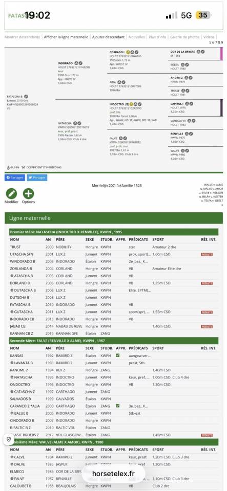 Yegua Zangersheide En venta 2024 Alaz&aacute;n