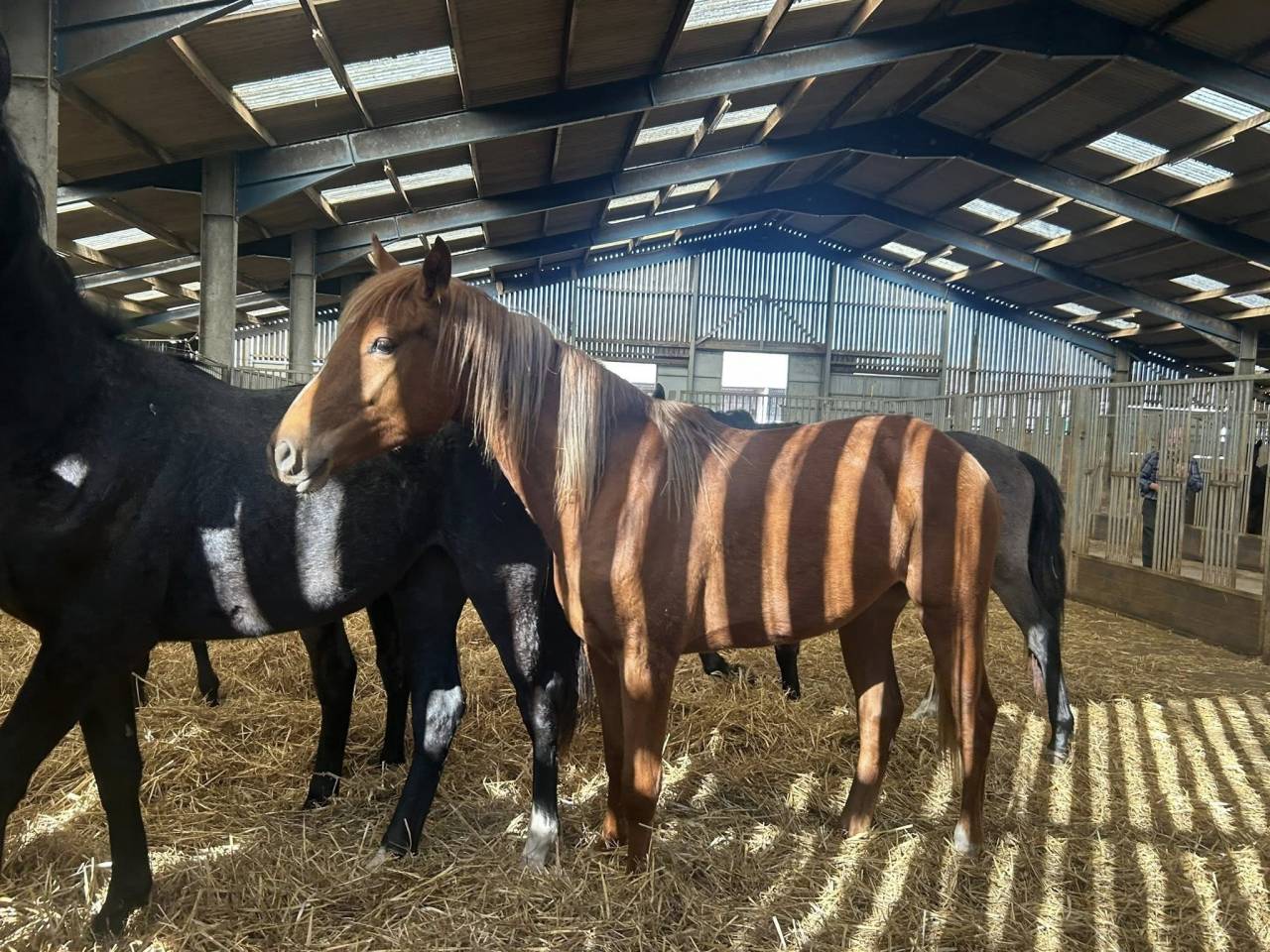 Yegua Zangersheide En venta 2024 Alaz&aacute;n