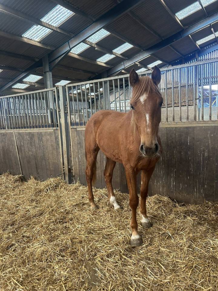 Yegua Zangersheide En venta 2024 Alaz&aacute;n