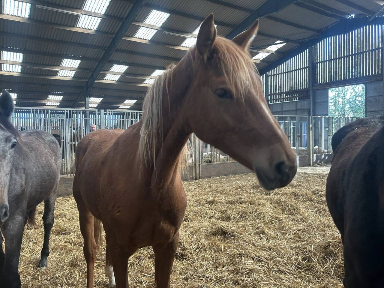 Yegua Zangersheide En venta 2024 Alaz&aacute;n