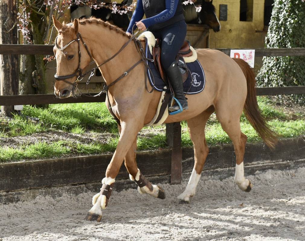 Caballo castrado Zangersheide En venta 2016 Alaz&aacute;n