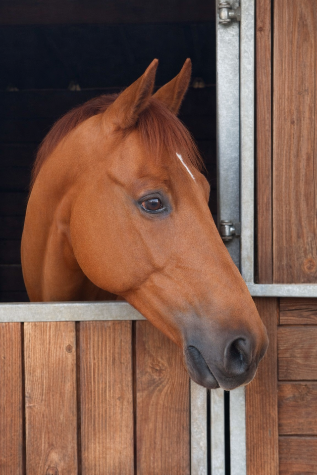 Caballo castrado Zangersheide En venta 2016 Alaz&aacute;n