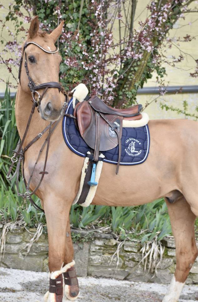 Caballo castrado Zangersheide En venta 2016 Alaz&aacute;n