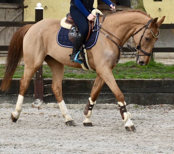 Caballo castrado Zangersheide En venta 2016 Alaz&aacute;n