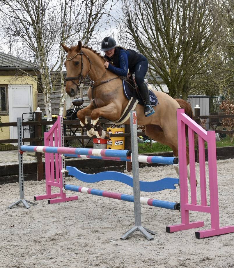 Caballo castrado Zangersheide En venta 2016 Alaz&aacute;n