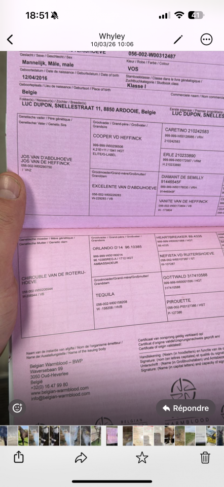 Caballo castrado Zangersheide En venta 2016 Alaz&aacute;n