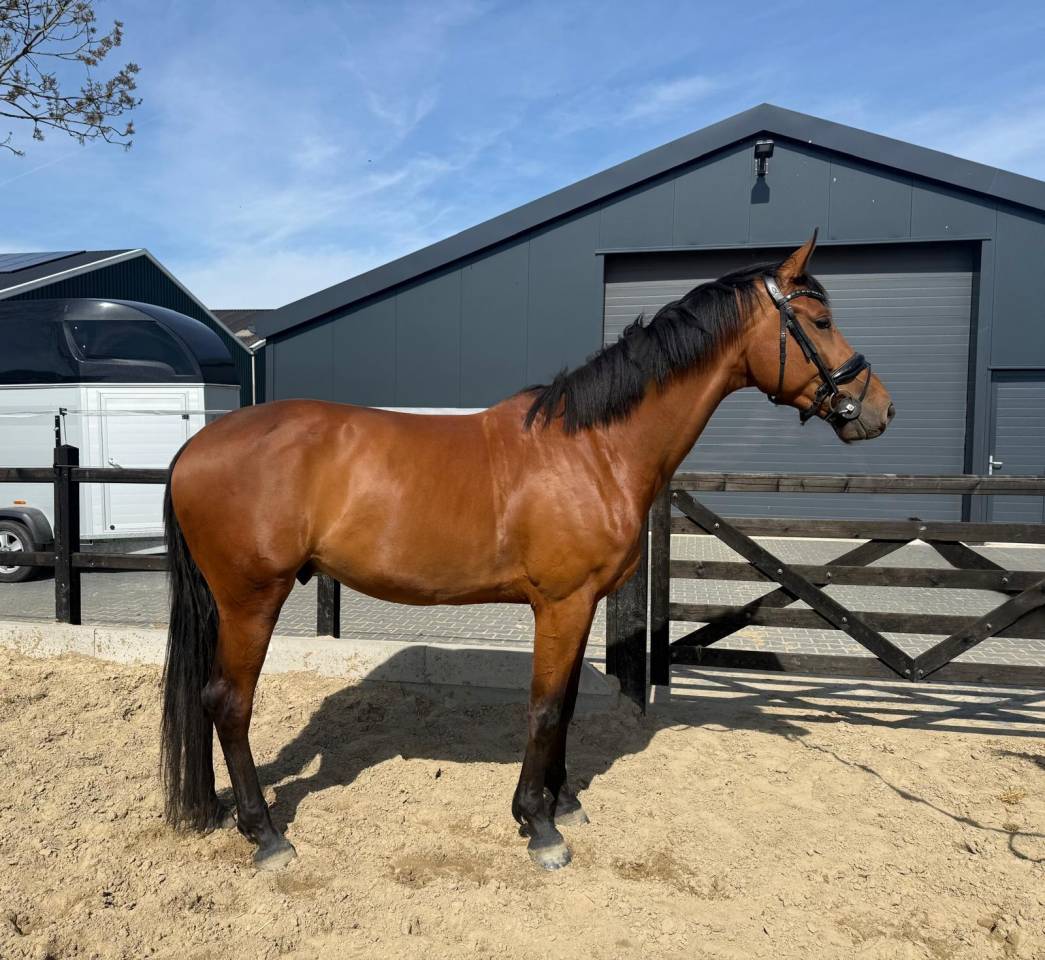 Caballo castrado KWPN Caballo de Deporte Neerland&eacute;s En venta 2021 Bocifuego