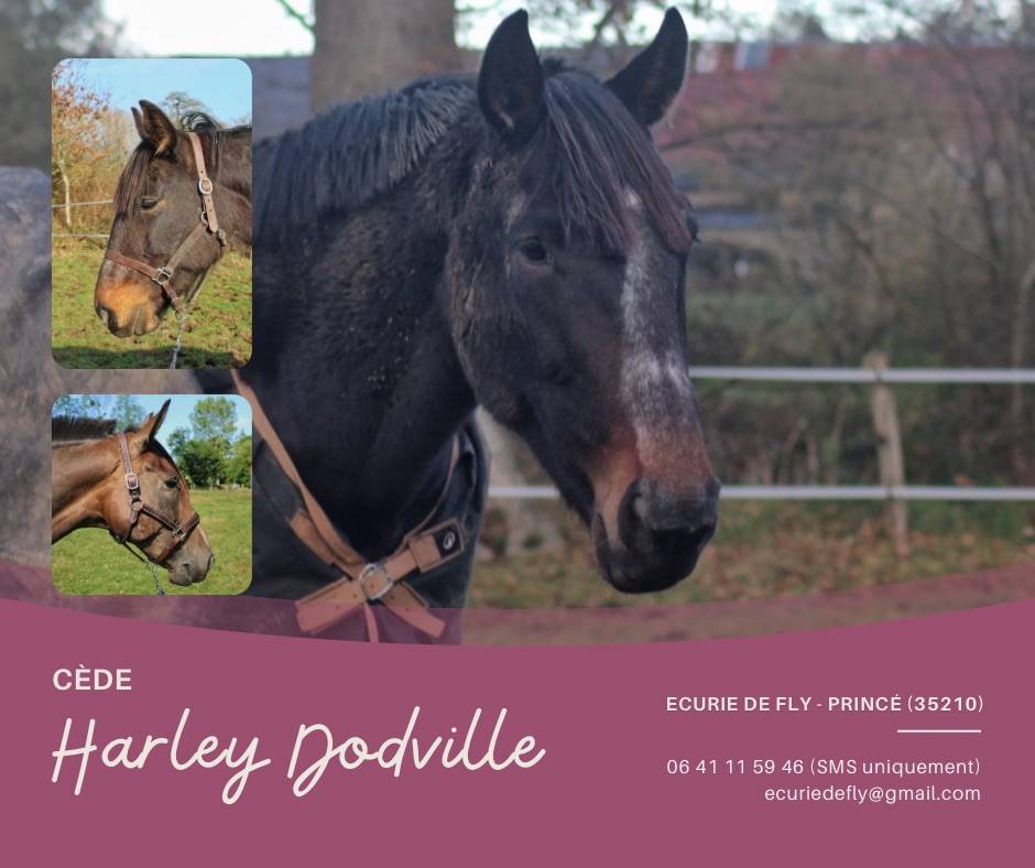 Yegua Trot&oacute;n Franc&eacute;s En venta 2017 Negro