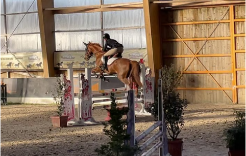 Yegua Silla Franc&eacute;s En venta 2016 Alaz&aacute;n