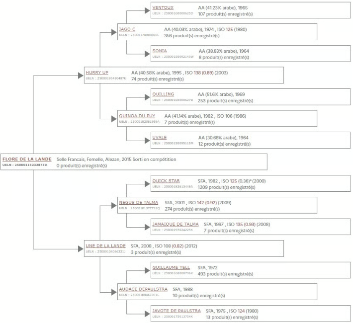 Yegua Silla Franc&eacute;s En venta 2016 Alaz&aacute;n