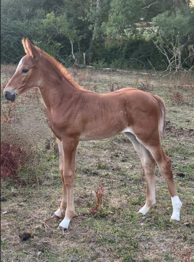 Yegua Silla Franc&eacute;s En venta 2016 Alaz&aacute;n