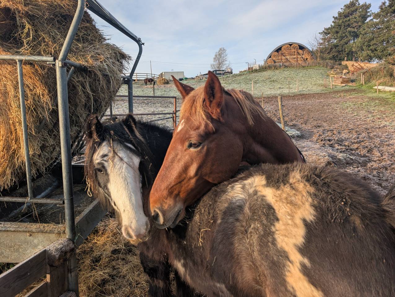 Caballo castrado Origine Constat&eacute;e En venta 2020 Alaz&aacute;n
