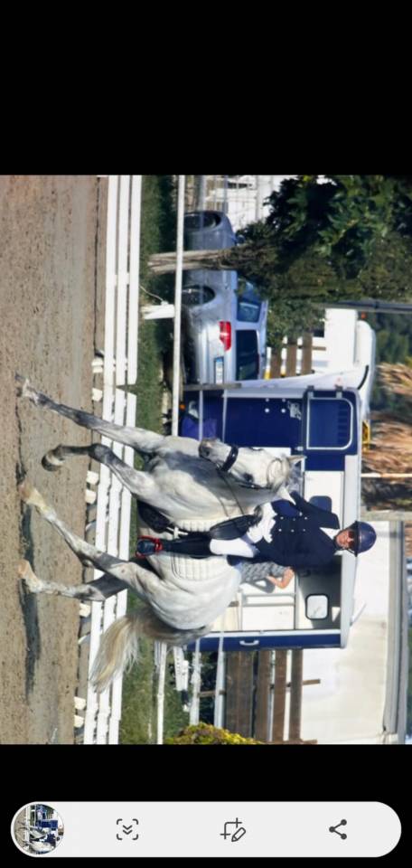 Caballo castrado Lusitano En venta 2015 Blanco por CANTOR JME PT