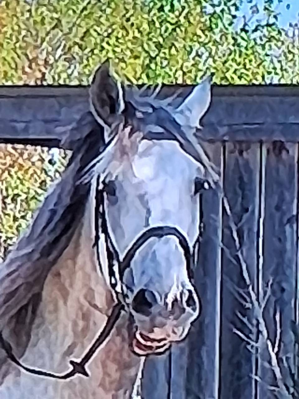 Caballo castrado Lusitano En venta 2015 Blanco por CANTOR JME PT