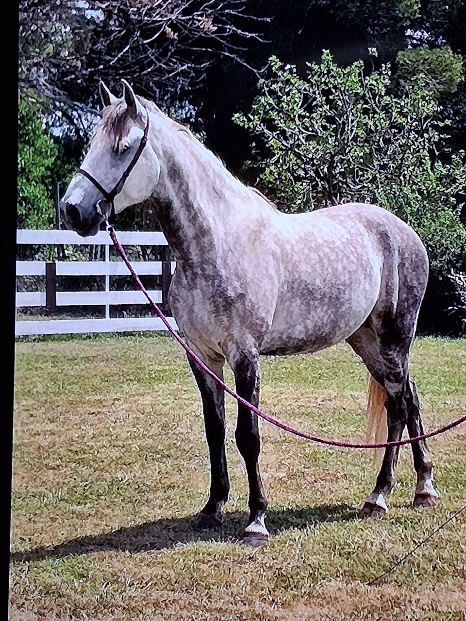 Caballo castrado Lusitano En venta 2015 Blanco por CANTOR JME PT