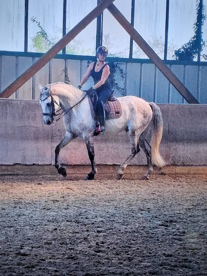 Caballo castrado Lusitano En venta 2015 Blanco por CANTOR JME PT