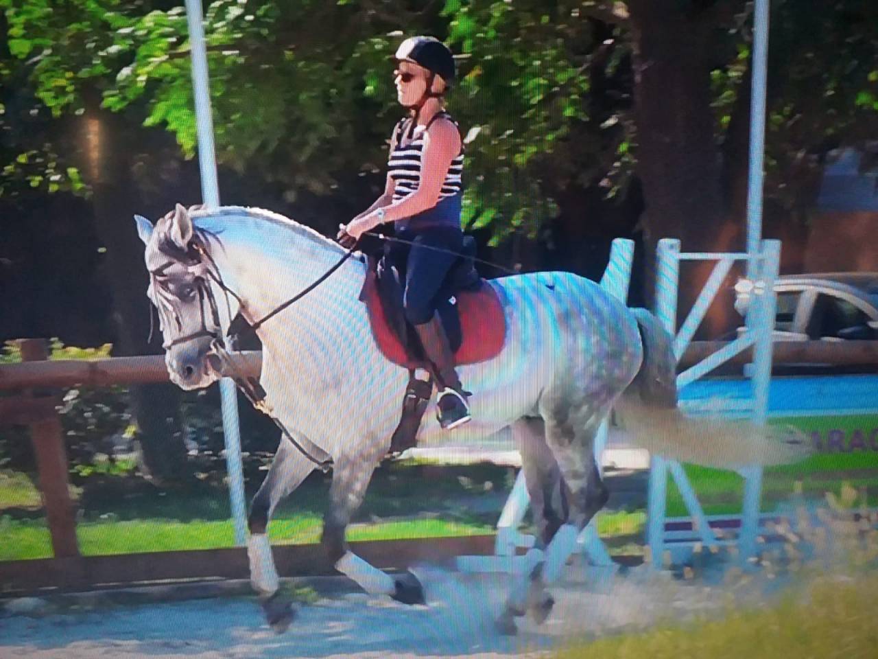Caballo castrado Lusitano En venta 2015 Blanco por CANTOR JME PT