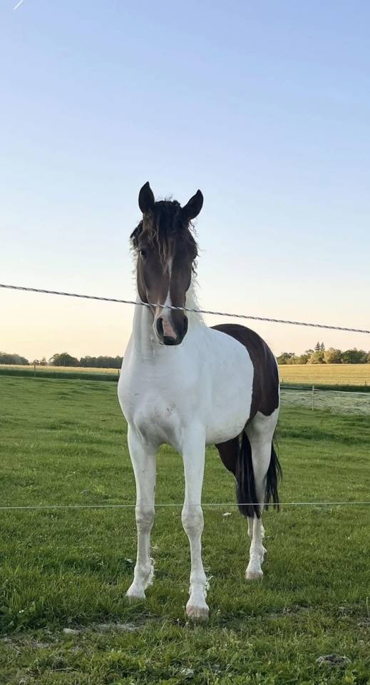 Caballo castrado Curly En venta 2023 P&iacute;o por Bidji de lilodahu