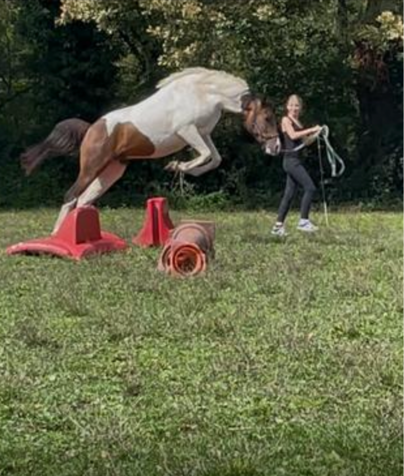 Caballo castrado Curly En venta 2023 P&iacute;o por Bidji de lilodahu