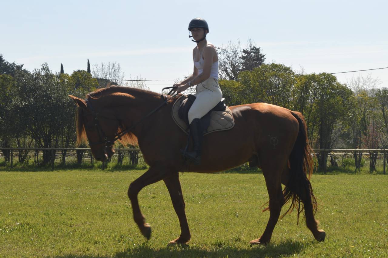 Caballo entero PRE Pura Raza Espa&ntilde;ola En venta 2021 Alaz&aacute;n por Maximo Onix (Palomino &mdash; 2017)