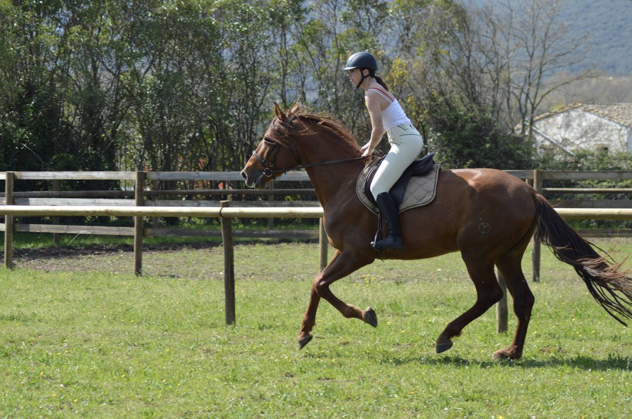 Caballo entero PRE Pura Raza Espa&ntilde;ola En venta 2021 Alaz&aacute;n por Maximo Onix (Palomino &mdash; 2017)
