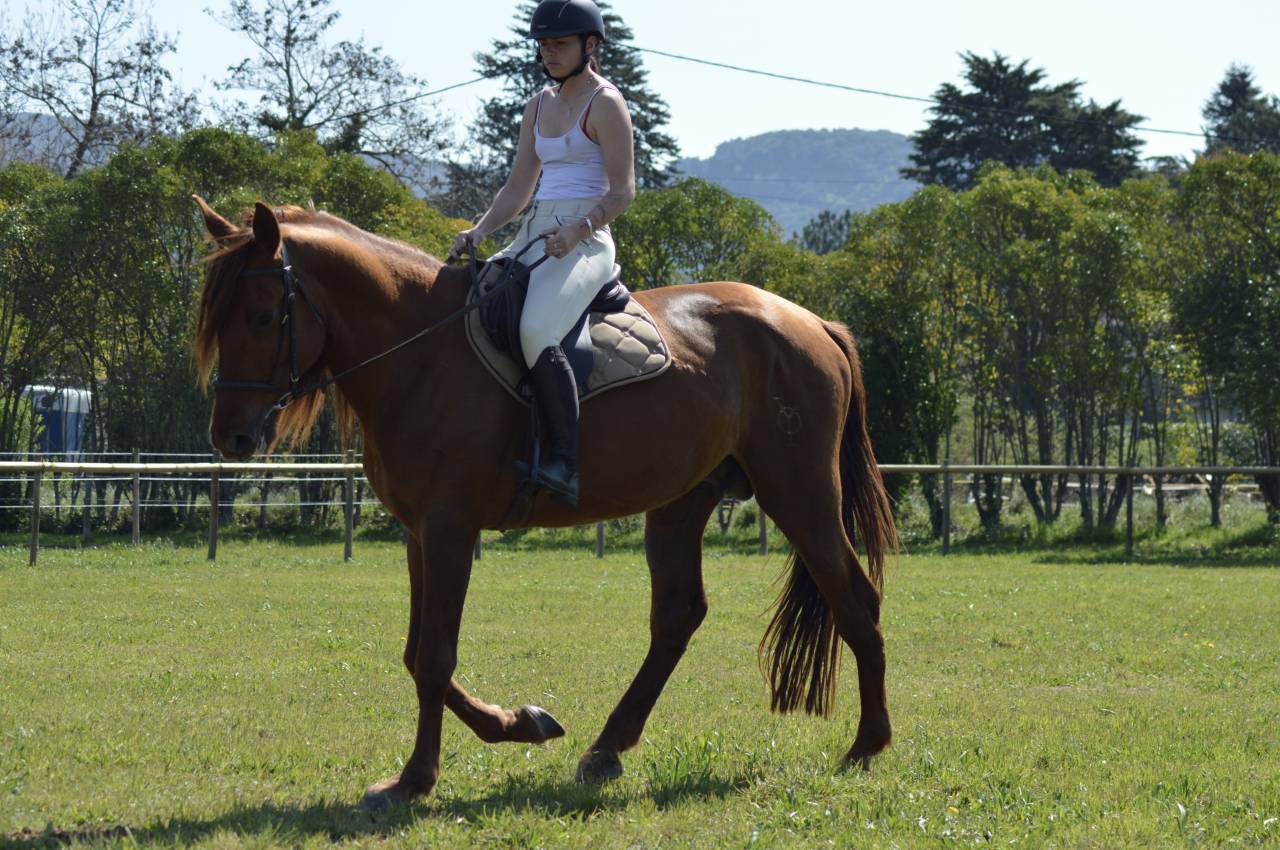 Caballo entero PRE Pura Raza Espa&ntilde;ola En venta 2021 Alaz&aacute;n por Maximo Onix (Palomino &mdash; 2017)