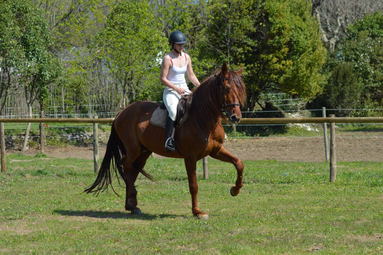Caballo entero PRE Pura Raza Espa&ntilde;ola En venta 2021 Alaz&aacute;n por Maximo Onix (Palomino &mdash; 2017)
