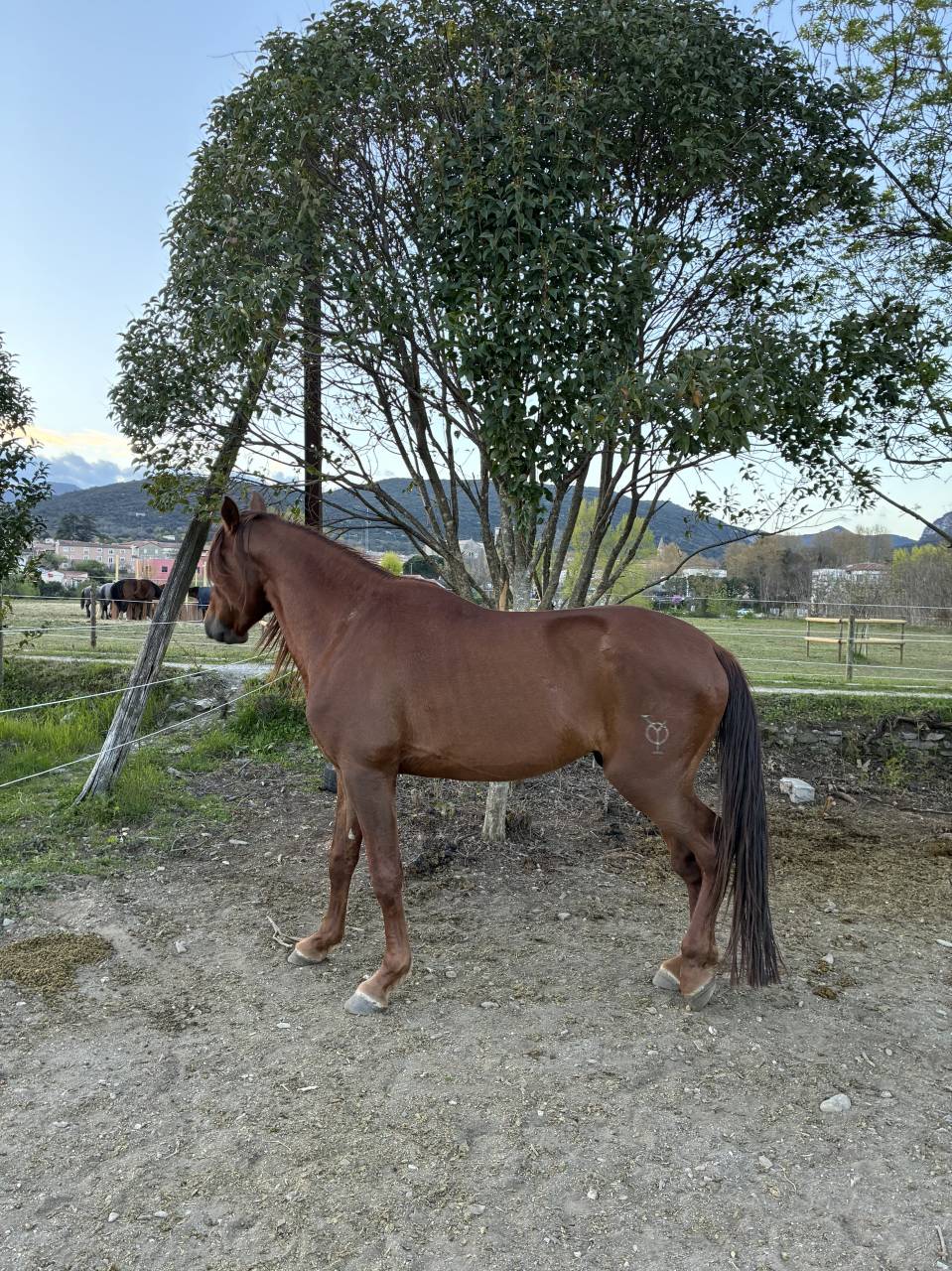 Caballo entero PRE Pura Raza Espa&ntilde;ola En venta 2021 Alaz&aacute;n por Maximo Onix (Palomino &mdash; 2017)