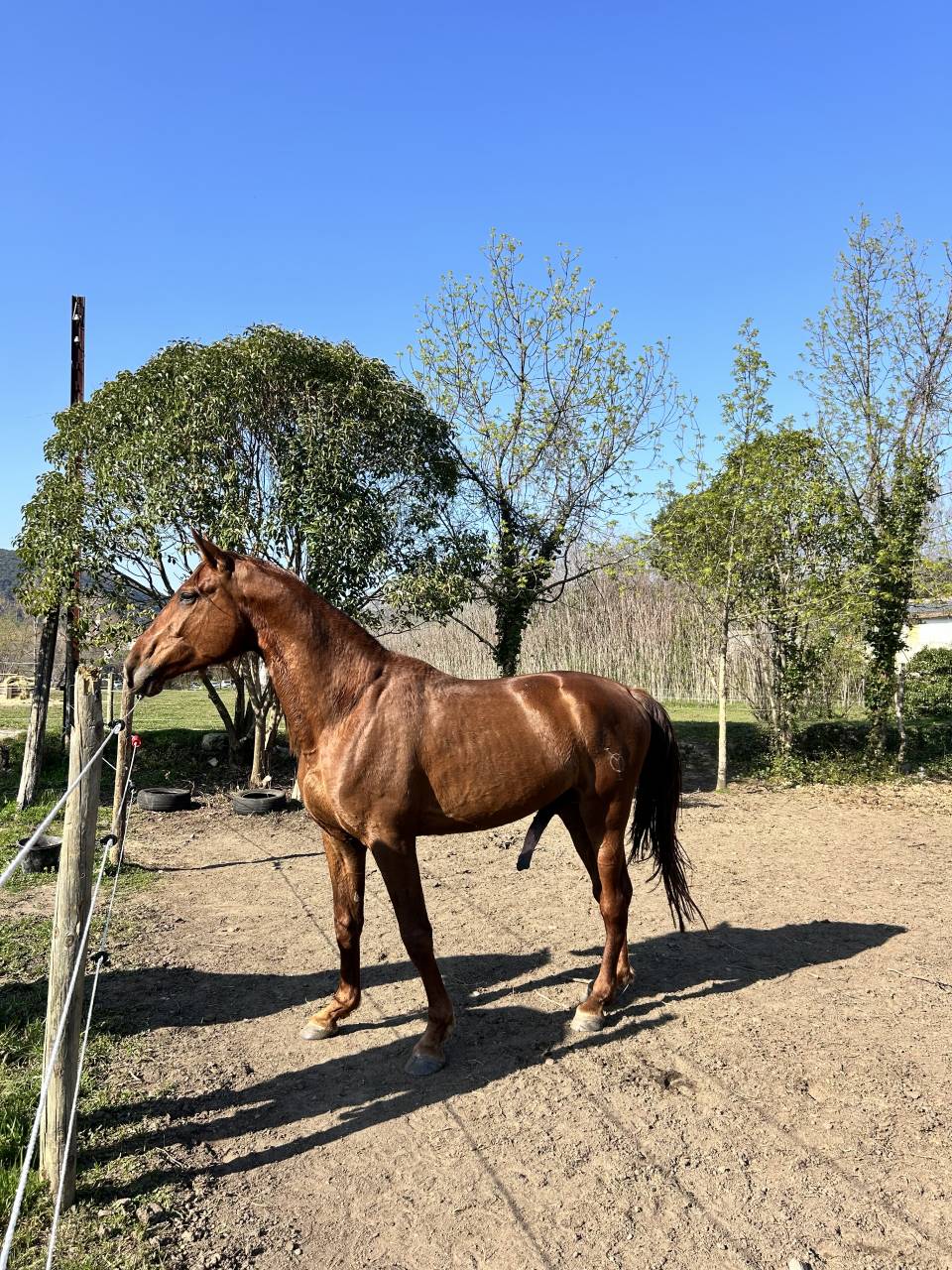 Caballo entero PRE Pura Raza Espa&ntilde;ola En venta 2021 Alaz&aacute;n por Maximo Onix (Palomino &mdash; 2017)