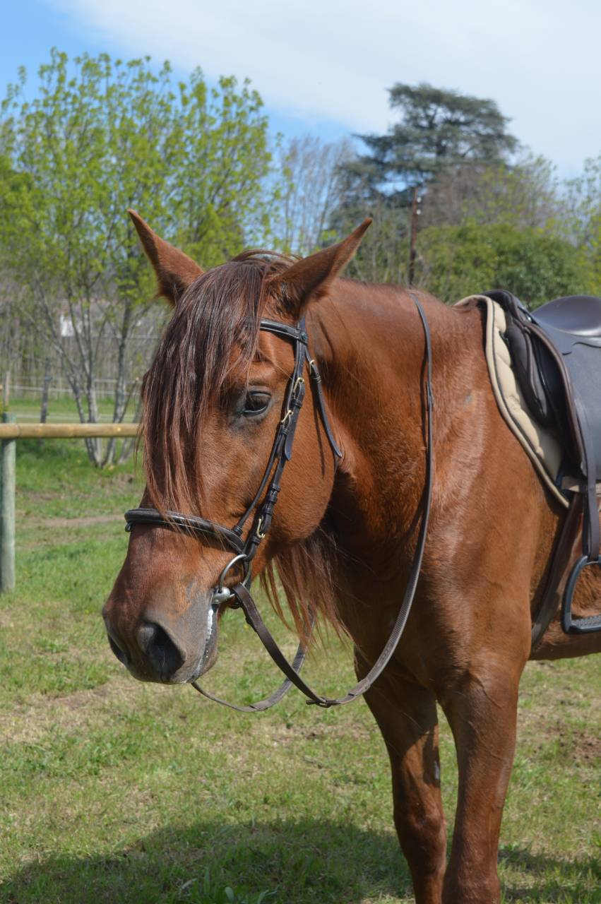 Caballo entero PRE Pura Raza Espa&ntilde;ola En venta 2021 Alaz&aacute;n por Maximo Onix (Palomino &mdash; 2017)