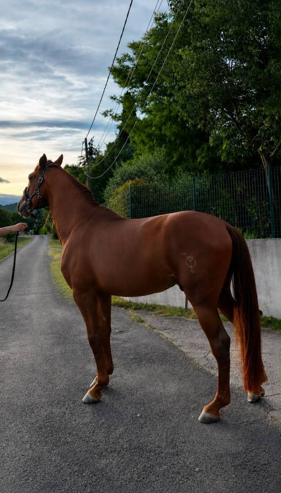Caballo entero PRE Pura Raza Espa&ntilde;ola En venta 2021 Alaz&aacute;n por Maximo Onix (Palomino &mdash; 2017)