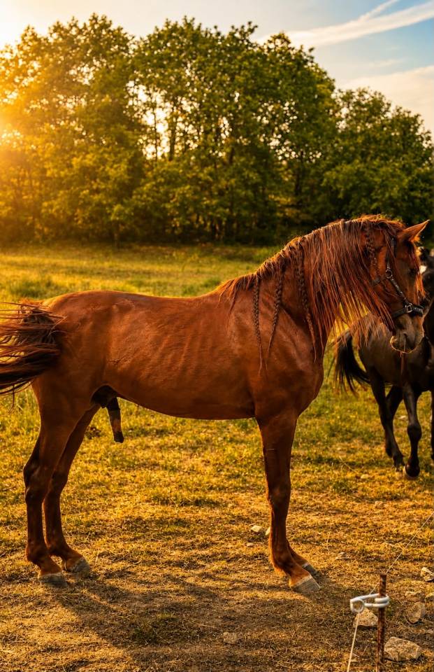 Caballo entero PRE Pura Raza Espa&ntilde;ola En venta 2021 Alaz&aacute;n por Maximo Onix (Palomino &mdash; 2017)