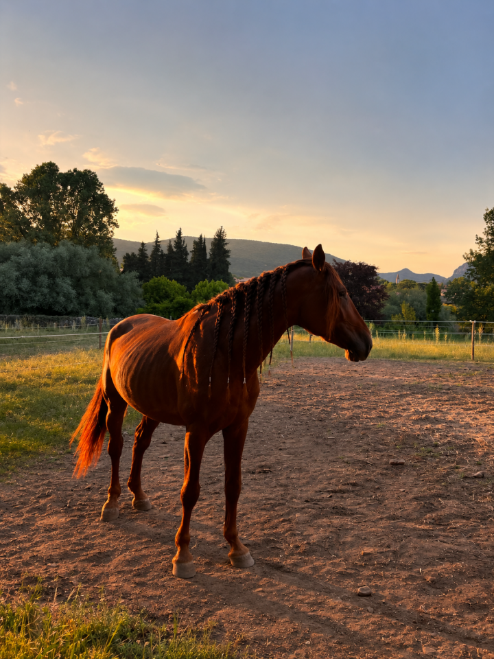 Caballo entero PRE Pura Raza Espa&ntilde;ola En venta 2021 Alaz&aacute;n por Maximo Onix (Palomino &mdash; 2017)