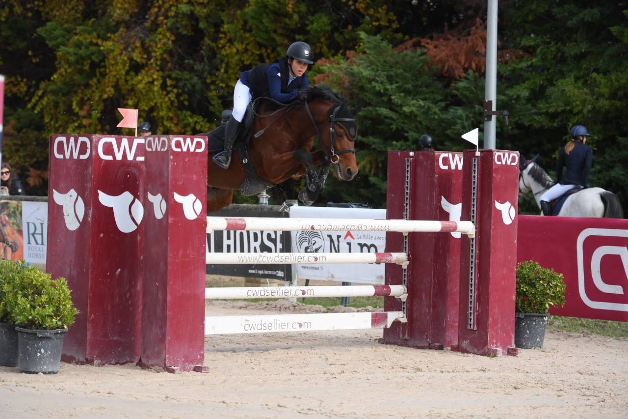 Caballo castrado Poni de Silla Belga En venta 2016 Bayo