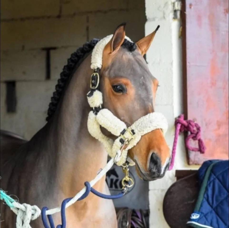 Caballo castrado Poni de Silla Belga En venta 2016 Bayo