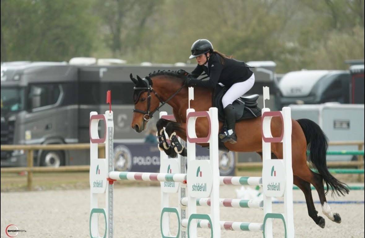 Caballo castrado Poni de Silla Belga En venta 2016 Bayo