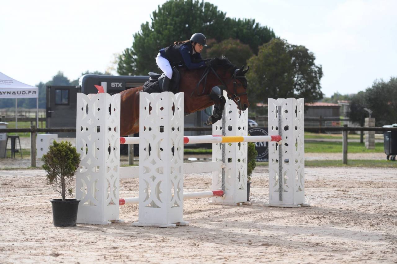 Caballo castrado Poni de Silla Belga En venta 2016 Bayo