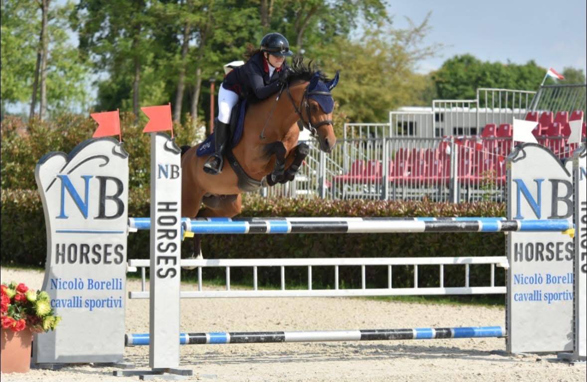 Caballo castrado Poni de Silla Belga En venta 2016 Bayo