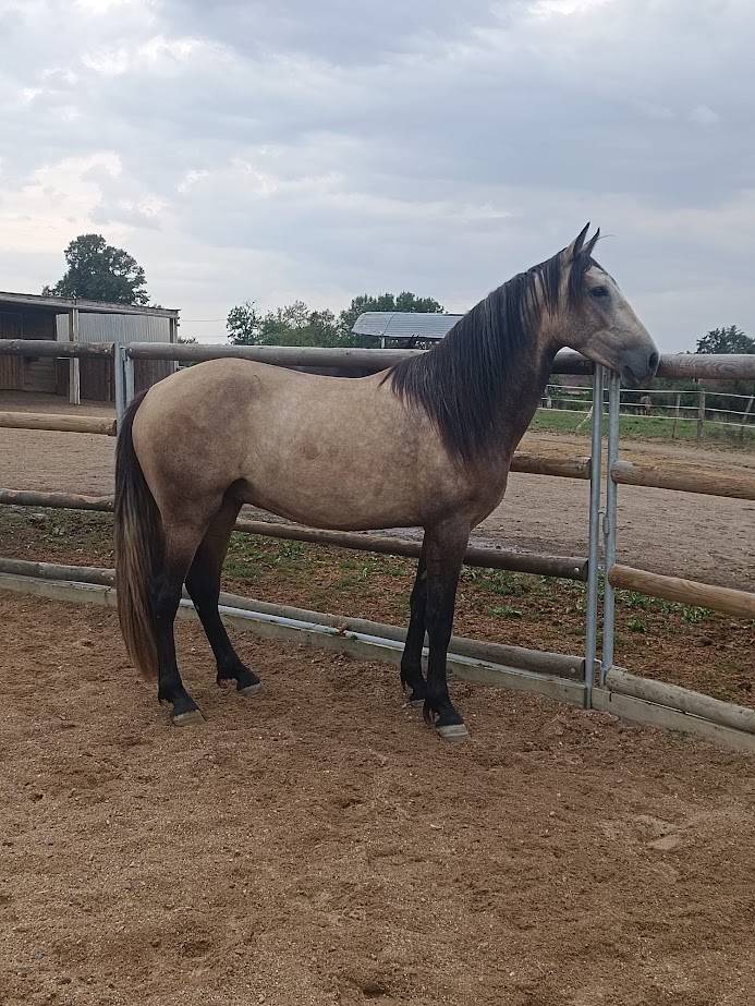 Caballo castrado PRE Pura Raza Espa&ntilde;ola En venta 2022 Isabelo