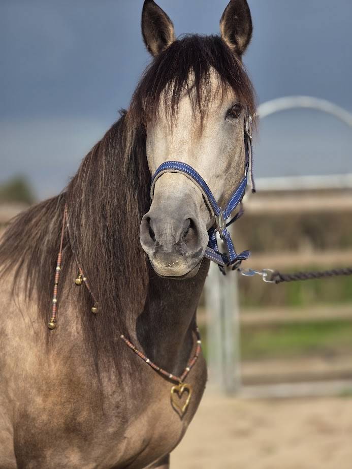 Caballo castrado PRE Pura Raza Espa&ntilde;ola En venta 2022 Isabelo
