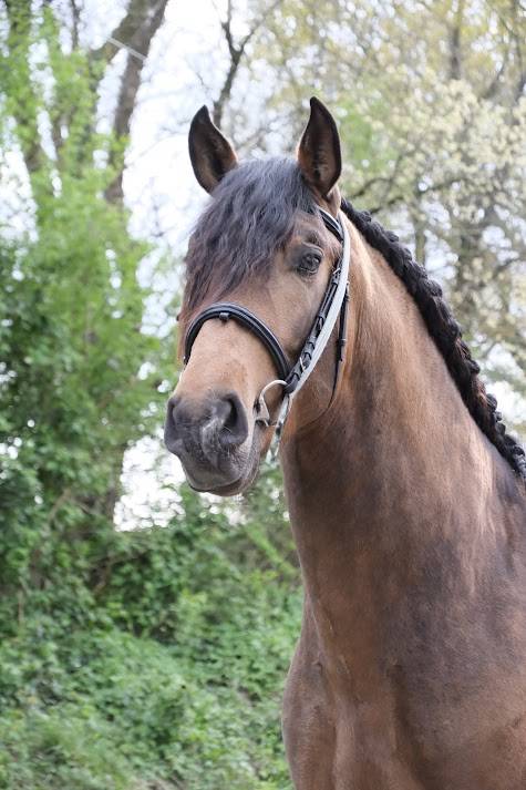 Caballo entero PRE Pura Raza Espa&ntilde;ola En venta 2022 Isabelo por FISCAL AG