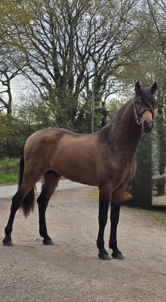 Caballo entero PRE Pura Raza Espa&ntilde;ola En venta 2022 Isabelo por FISCAL AG