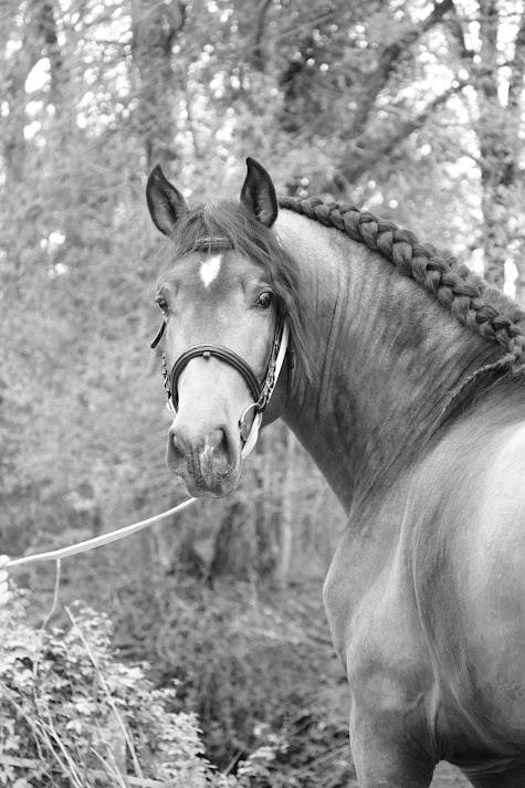 Caballo entero PRE Pura Raza Espa&ntilde;ola En venta 2022 Isabelo por FISCAL AG