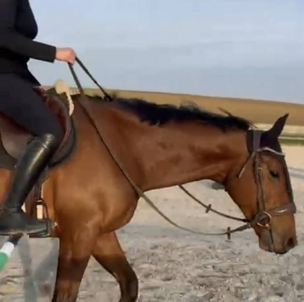 Caballo castrado Pura Sangre En venta 2021 Bayo