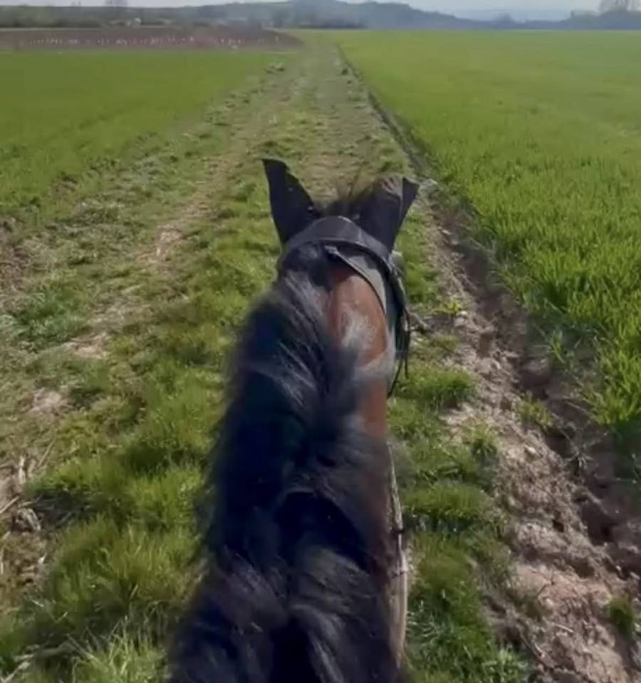 Caballo castrado Pura Sangre En venta 2021 Bayo