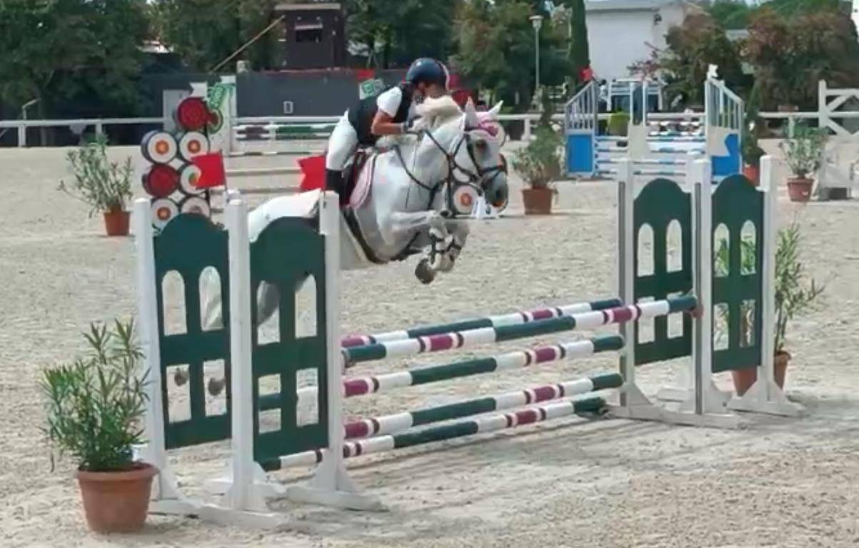 Yegua Connemara En venta 2011 Tordo