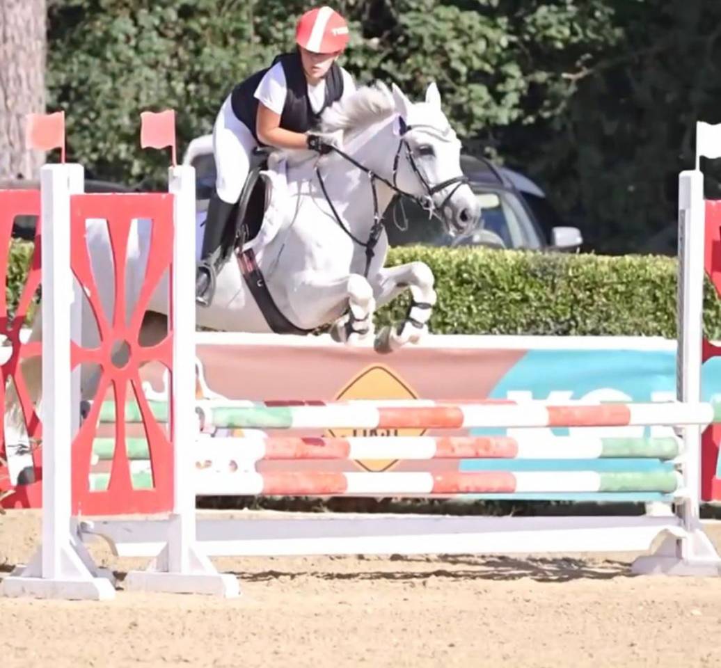 Yegua Connemara En venta 2011 Tordo